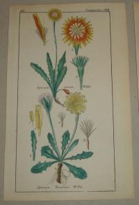 FLOWER, FLEUR, BLUME