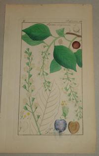 FLOWER, FLEUR, BLUME