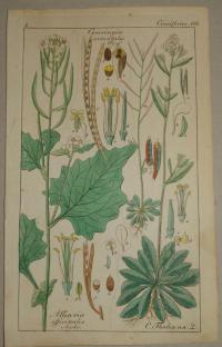 FLOWER, FLEUR, BLUME