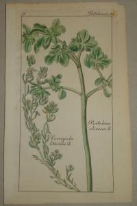 FLOWER, FLEUR, BLUME