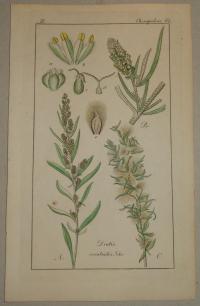 FLOWER, FLEUR, BLUME