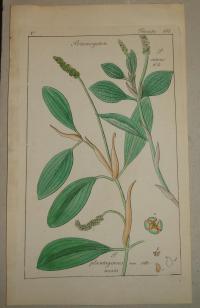 FLOWER, FLEUR, BLUME