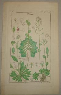 FLOWER, FLEUR, BLUME