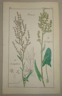 FLOWER, FLEUR, BLUME