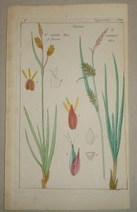 FLOWER, FLEUR, BLUME