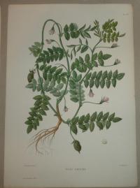 Naudin P. (artist): FLOWER, FLEUR, BLUME