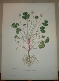 Naudin P. (artist): FLOWER, FLEUR, BLUME