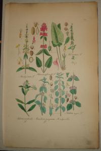 FLOWER, FLEUR, BLUME