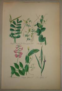 FLOWER, FLEUR, BLUME