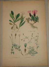 FLOWER, FLEUR, BLUME