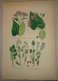 FLOWER, FLEUR, BLUME