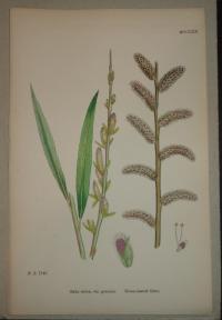 FLOWER, FLEUR, BLUME