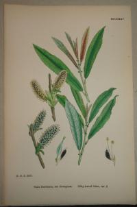 FLOWER, FLEUR, BLUME